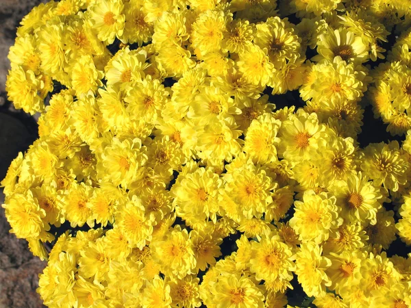 stock image Bed of yellow Chrysanthemum flowers - Easter