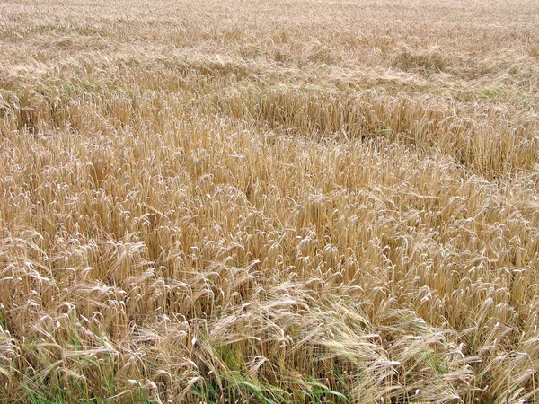 Weizen im Sommer vor der Ernte — Stockfoto