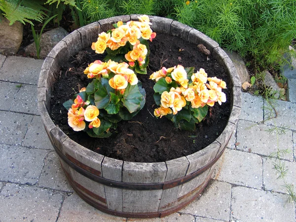 Flores decoração em um barril de madeira — Fotografia de Stock