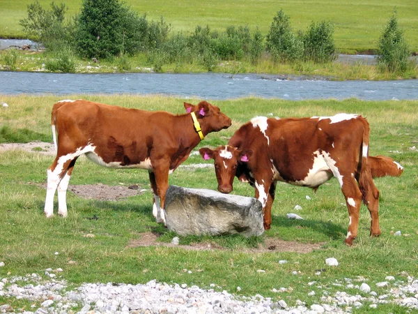 Cows grazing in a field next to a trough — Stock Photo, Image