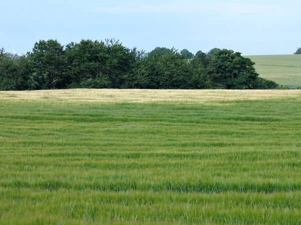 Zelená pole pšenice — Stock fotografie