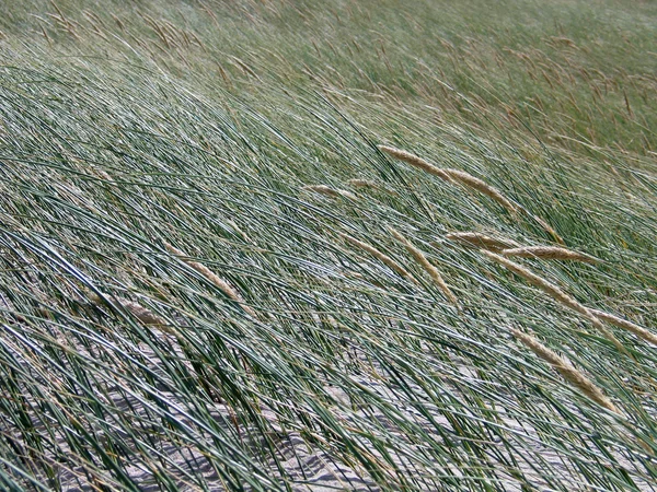 Pogoda streszczenie - morze traw w silny wiatr — Zdjęcie stockowe