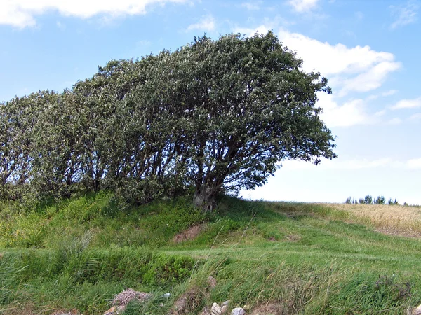 Bomen op een groene heuvel — Stockfoto