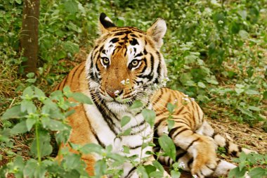 Royal Bengal Tiger India clipart