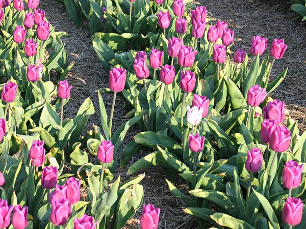 stock image Blooming tulips in a field