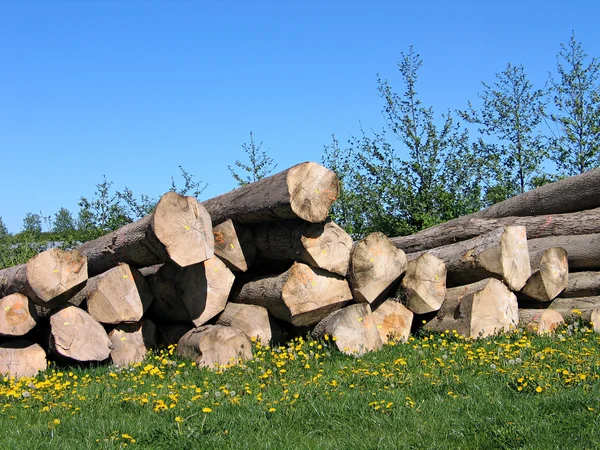 Cumulo di tronchi di legno — Foto Stock