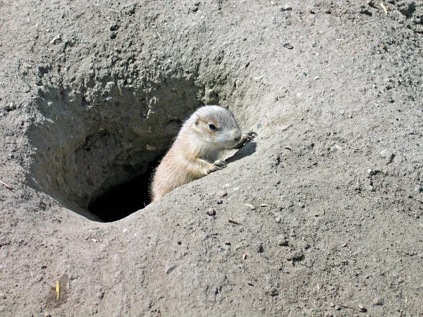 stock image Prairie dog