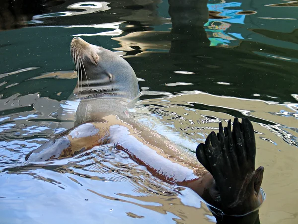 Foca leone marino — Foto Stock