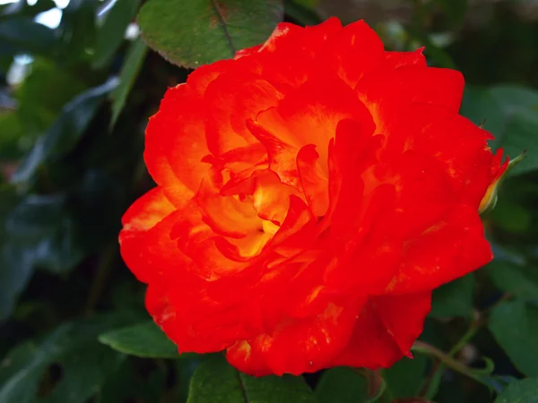 Macro de flor hermosa rosa — Foto de Stock
