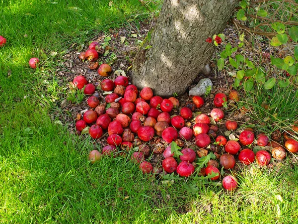 Faire mûrir de délicieuses pommes près d'un arbre — Photo