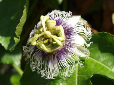 Beautiful passion flower passiflora clipart