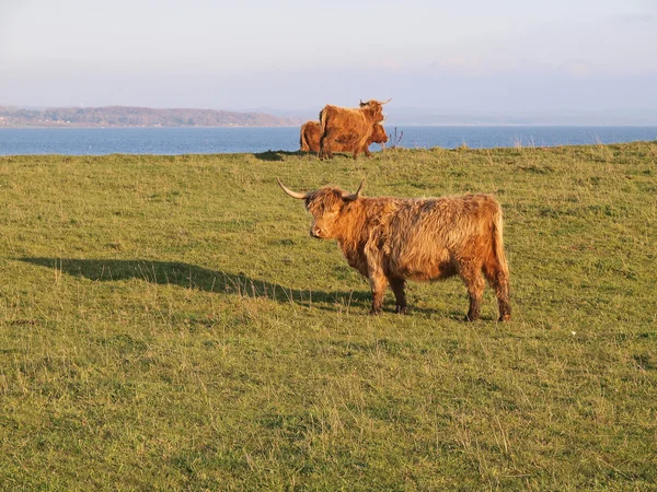 Vacas montañosas escocesas — Foto de Stock