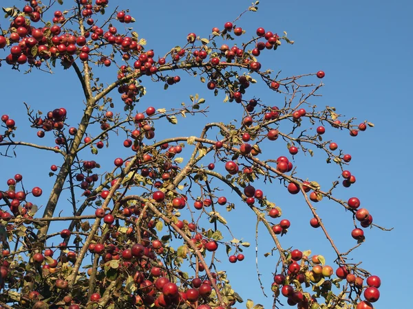 Ώριμα μήλα σε κλαδί δέντρου — Φωτογραφία Αρχείου