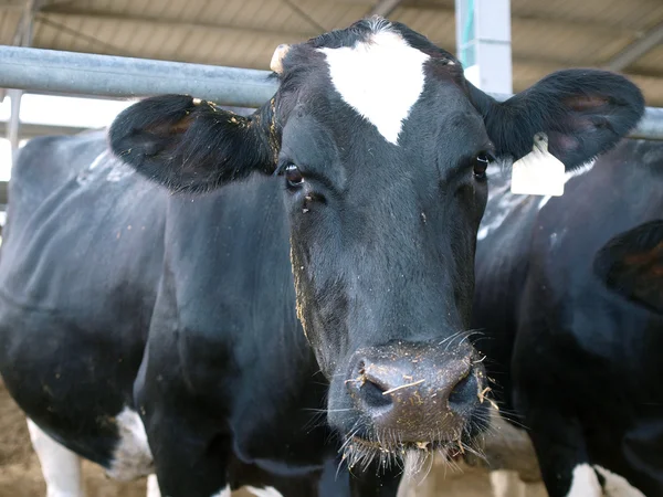 Vaca em cowshed — Fotografia de Stock