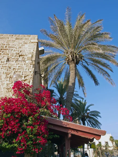 Дом средиземноморского стиля с пальмой — стоковое фото