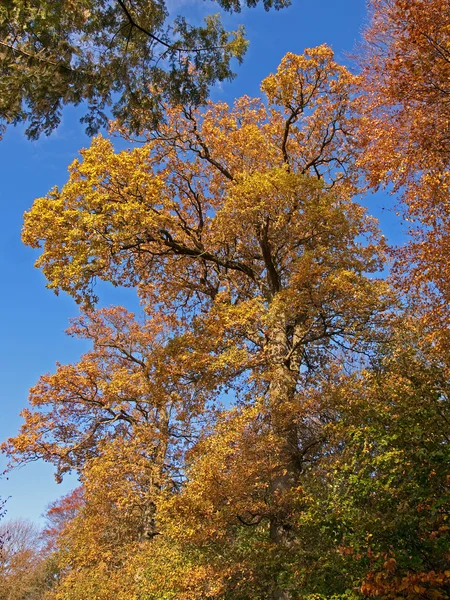 Autumn fall in de park — Stockfoto