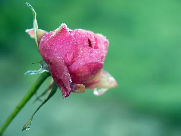 Zbliżenie rose różowy pokryte mróz — Zdjęcie stockowe