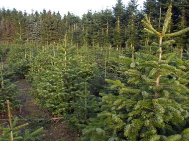 alan için Noel ağaçları
