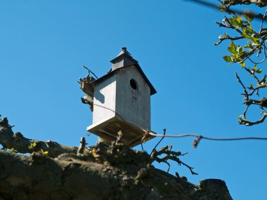 Ağaçtaki kuş evi.