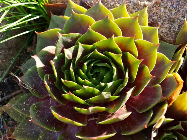 Green and red houseleek succulent — Stock Photo, Image