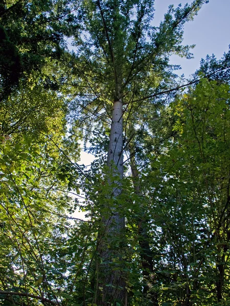 森林景观树高 — 图库照片