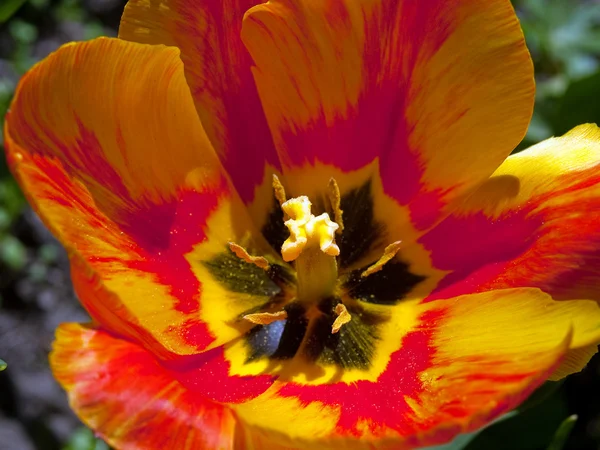 stock image Vivid spring tulip in macro