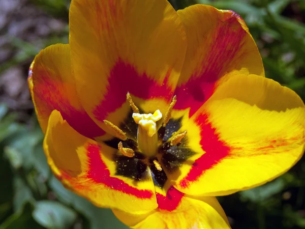 stock image Vivid spring tulip in closeup