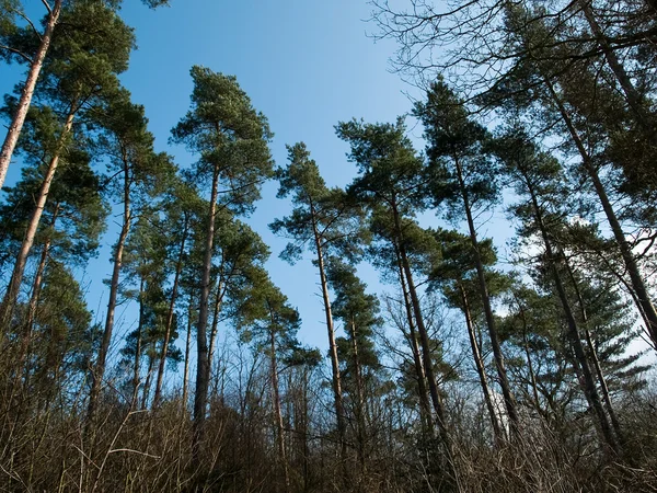 Uzun boylu ağaçlar arka plan — Stok fotoğraf