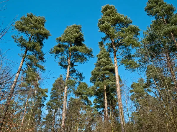 Uzun boylu ağaçlar gökyüzü arka plan — Stok fotoğraf
