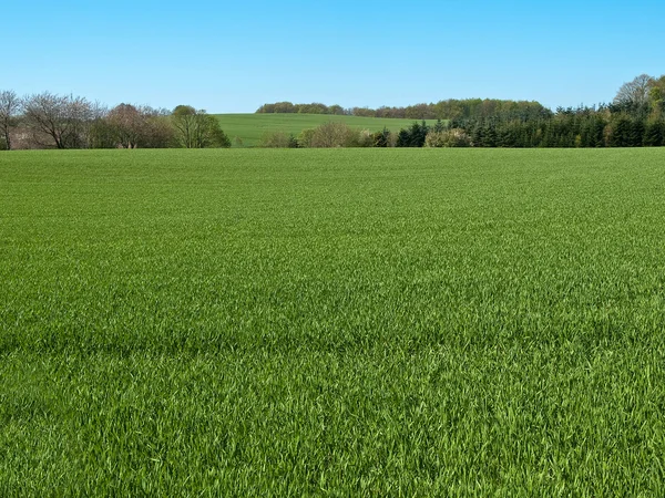 Зеленое травяное поле с голубым небом — стоковое фото