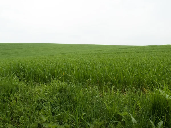 Groene gras veld achtergrond — Stockfoto