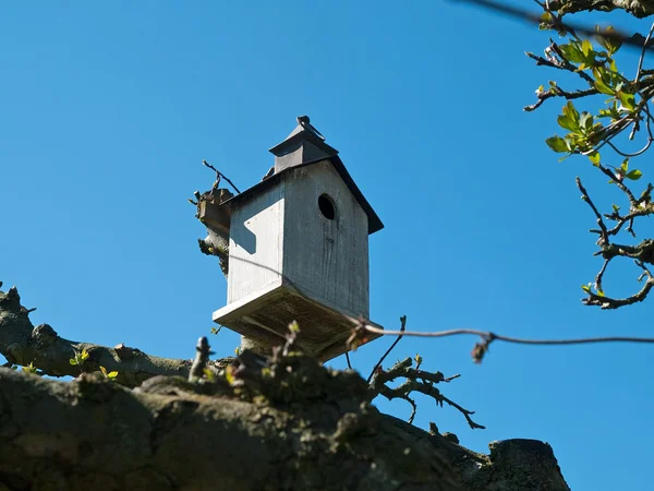 Vogelhuisje aan een boom — Stockfoto