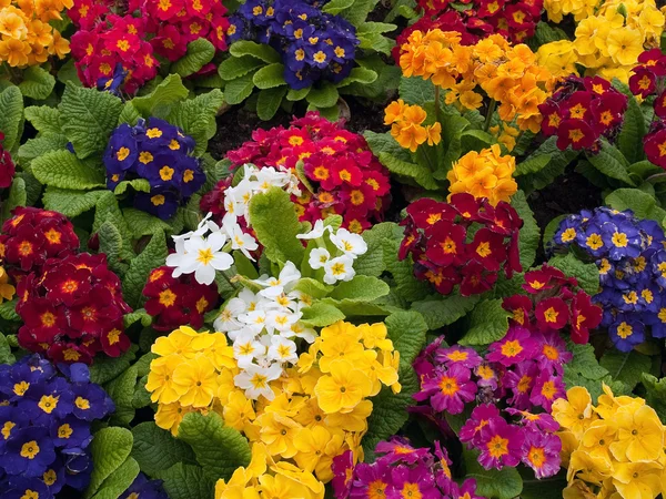 Bündel von bunten Blumen aneinander gereiht — Stockfoto