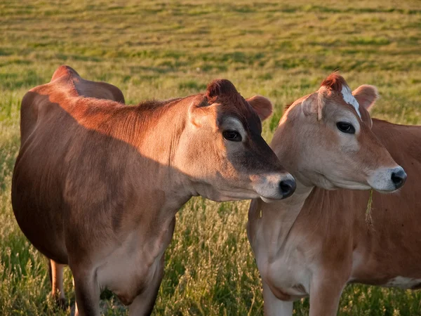 Vacas pastando no campo — Fotografia de Stock