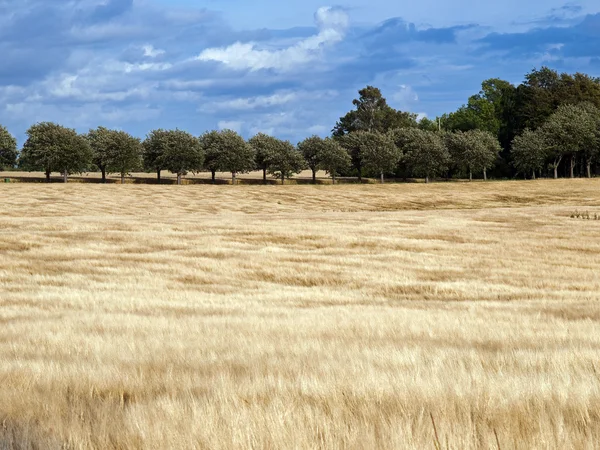 Belo campo de trigo — Fotografia de Stock