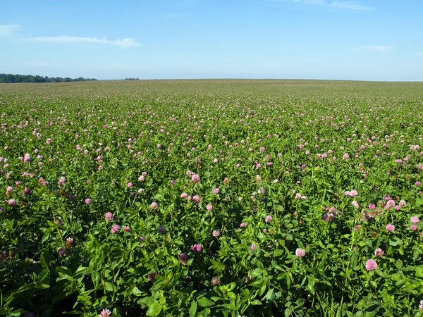 stock image Flowers field at nice summer day