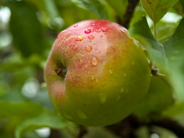Κόκκινο ώριμο μήλο φρέσκο σε ένα υποκατάστημα — Φωτογραφία Αρχείου