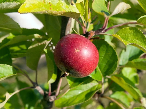 Pomme fraîche mûre — Photo