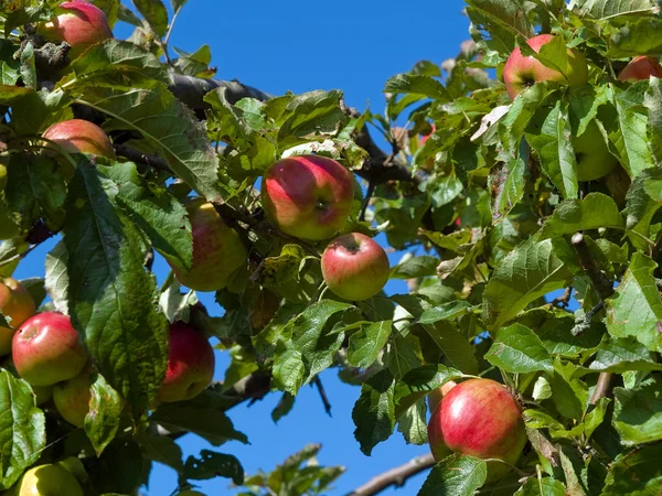 Φρέσκα ώριμα μήλα σε ένα δέντρο — Φωτογραφία Αρχείου