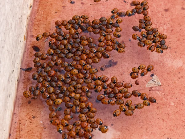 무당벌레 ladybirds의 더미 — 스톡 사진