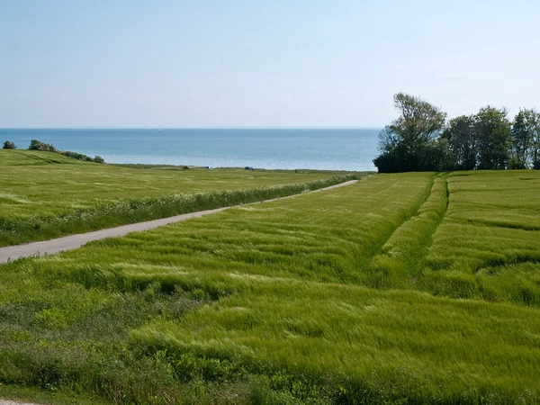 Spring summer green field sea backround — Stock Photo, Image