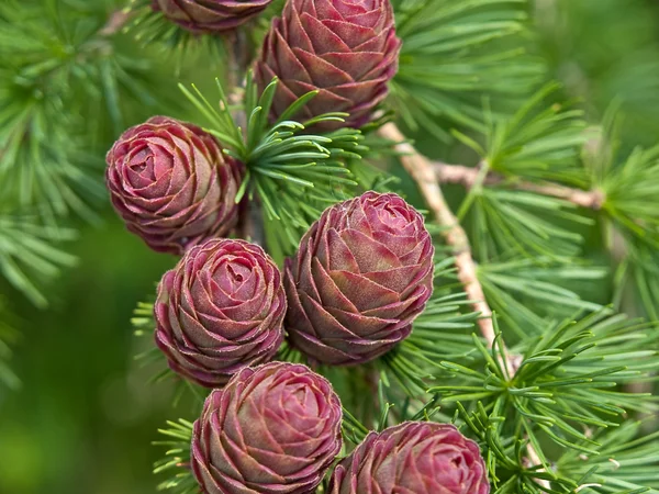 Julgran kottar på gren med blad — Stockfoto