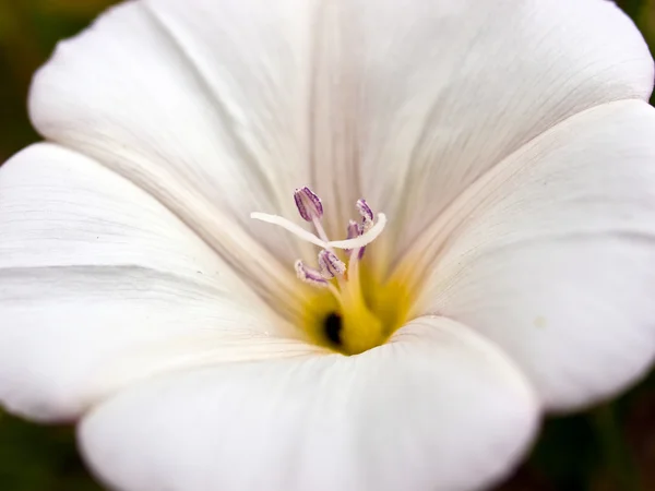 Красива біла великодня лілія — стокове фото