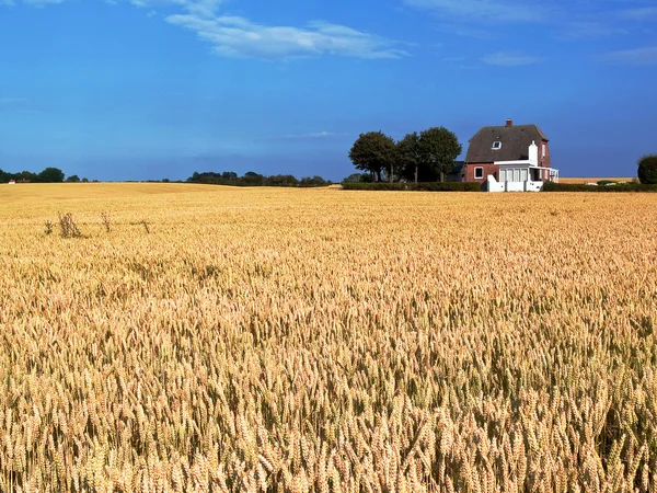 Пшеничный полевой ландшафт — стоковое фото
