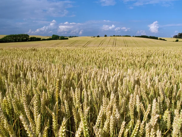 Пшеничный полевой ландшафт — стоковое фото