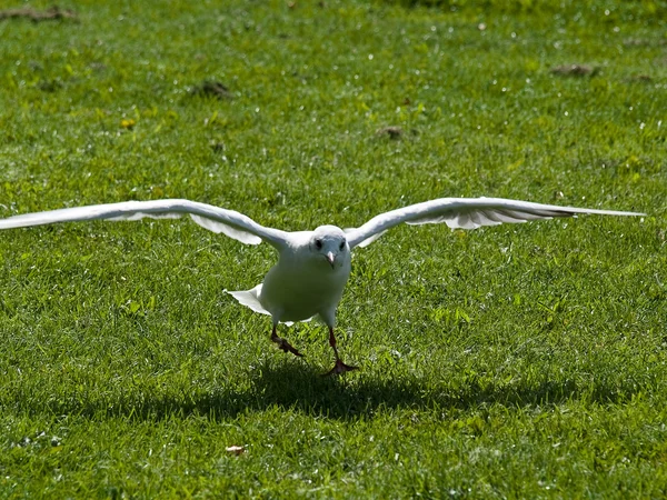 Espalhe suas asas Aterragem da gaivota na grama — Fotografia de Stock
