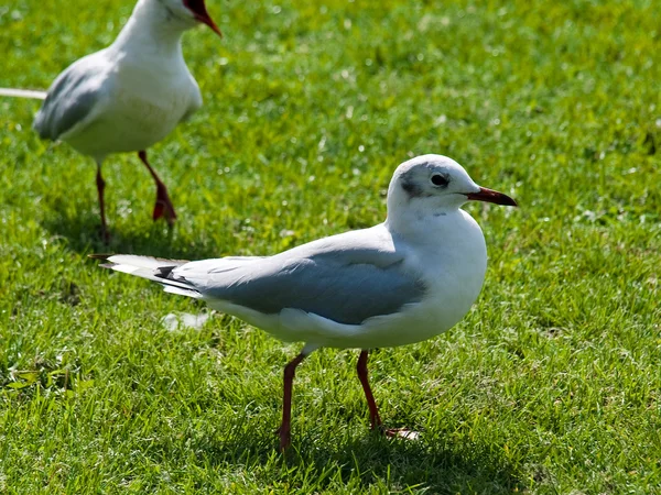 Young seagull — Stock Photo, Image