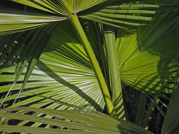 Листья пальмовых листьев на фоне дерева — стоковое фото
