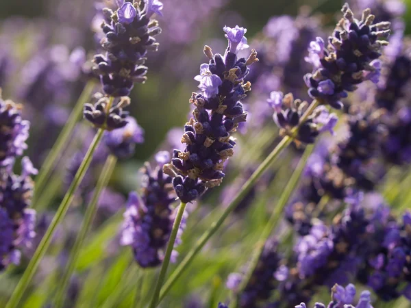 stock image Lavender flowers in France