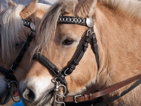 Retrato de um belo cavalo amigável — Fotografia de Stock